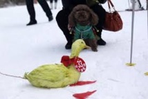 Une tortue bat un lapin dans une course de ski en Chine Une tortue bat un lapin dans une course de ski en Chine