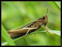 Décodage du génome du criquet, l'ennemi des cultures Décodage du génome du criquet, l'ennemi des cultures