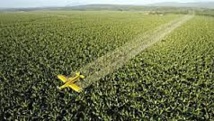 Pesticide : le chlordécone augmente le risque de prématurité