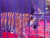 Les fauves d'un cirque russe bloqués sur un parking polonais faute de visas Les fauves d'un cirque russe bloqués sur un parking polonais faute de visas