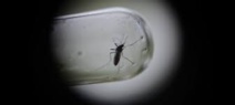 Épidémies: 1000 cas de dengue à Fidji, 1er cas de Zika en Nle Calédonie
