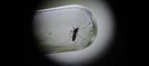 Épidémies: 1000 cas de dengue à Fidji, 1er cas de Zika en Nle Calédonie Épidémies: 1000 cas de dengue à Fidji, 1er cas de Zika en Nle Calédonie