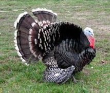 Quand le dindon inspire un détecteur chimique portable