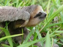 C'est dans le besoin que le paresseux reconnaît ses amis C'est dans le besoin que le paresseux reconnaît ses amis