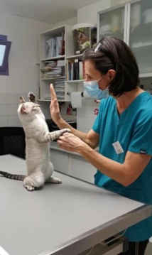 One veto show, un spectacle qui a du chien One veto show, un spectacle qui a du chien