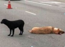 Mahina: Il veut éviter un chien, sa voiture part en tonneaux Mahina: Il veut éviter un chien, sa voiture part en tonneaux