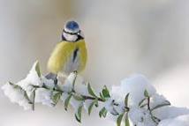 Moins d'oiseaux cet hiver? Les Français invités à les compter Moins d'oiseaux cet hiver? Les Français invités à les compter