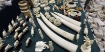 Kenya: un trafiquant chinois d'ivoire, premier condamné d'une loi plus dure