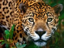 Brésil: la disparition du jaguar met en péril la forêt atlantique