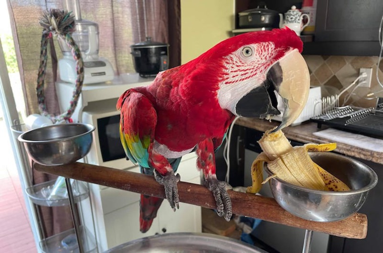 Ouverture probable des frontières pour le perroquet Jackson Ouverture probable des frontières pour le perroquet Jackson