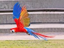 L'automobiliste en conduite accompagnée était supervisée... par un perroquet L'automobiliste en conduite accompagnée était supervisée... par un perroquet