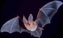 Les chauves-souris sont de retour en Europe Les chauves-souris sont de retour en Europe