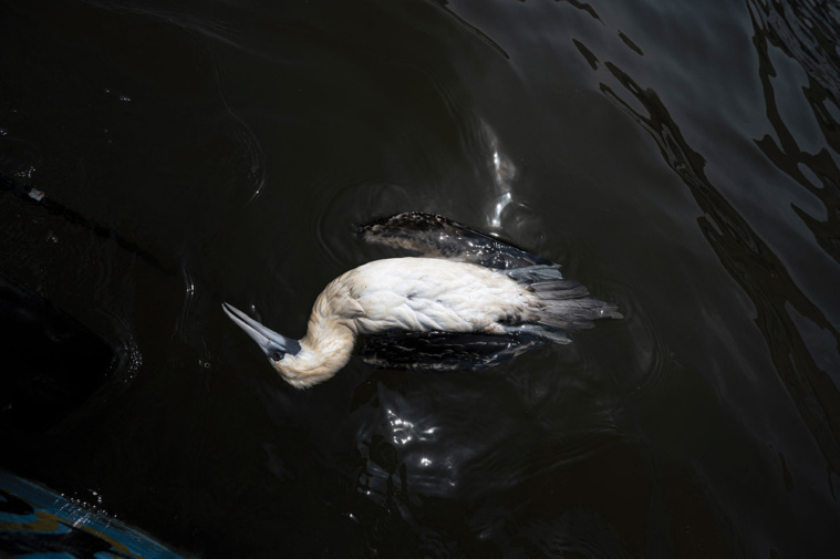 Cris BOURONCLE / AFP Cris BOURONCLE / AFP