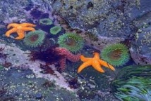 Hécatombe mystérieuse d'étoiles de mer sur la côte ouest américaine Hécatombe mystérieuse d'étoiles de mer sur la côte ouest américaine