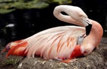 Le plus vieux flamant rose du monde s'éteint à l'âge de 83 ans Le plus vieux flamant rose du monde s'éteint à l'âge de 83 ans
