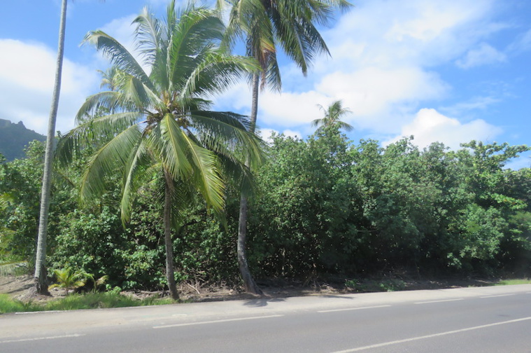Le site du projet de supermarché Carrefour, à Maharepa. Le site du projet de supermarché Carrefour, à Maharepa.