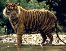 En Inde, la traque compliquée d'un tigre mangeur d'hommes "affamé" En Inde, la traque compliquée d'un tigre mangeur d'hommes "affamé"