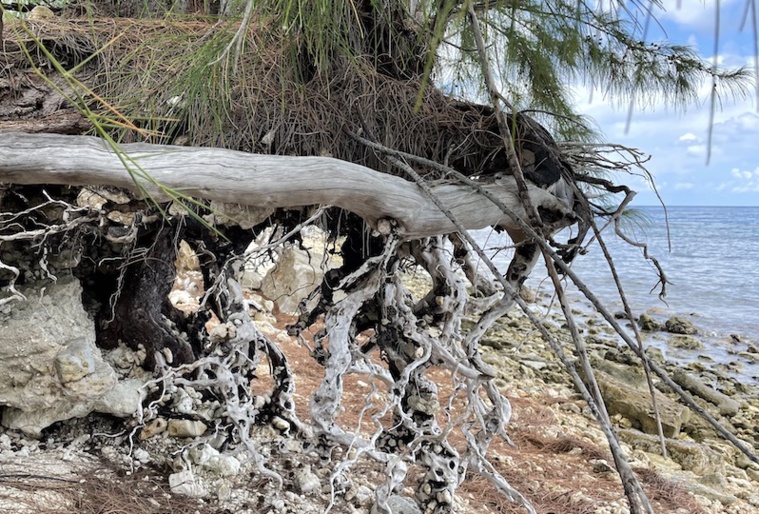 L'érosion causée par la montée des eaux est déjà une réalité à Hao. L'érosion causée par la montée des eaux est déjà une réalité à Hao.