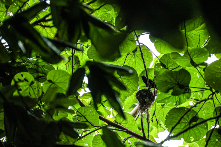 Des renforts pour le Oma'o ke'e ke'e Des renforts pour le Oma'o ke'e ke'e