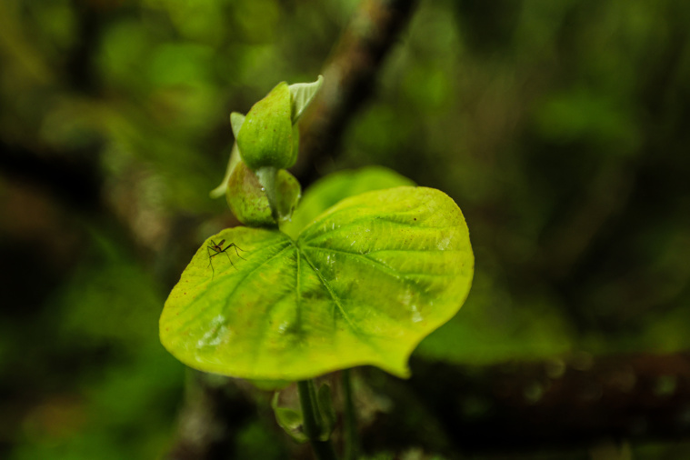 Le moustique est surveillé de près par la SOP Manu car il pourrait être le vecteur d’un nouveau danger pour les jeunes monarques Le moustique est surveillé de près par la SOP Manu car il pourrait être le vecteur d’un nouveau danger pour les jeunes monarques