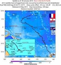 La tortue Ariti a déjà parcouru plus de 8 400 Kms (Communiqué) La tortue Ariti a déjà parcouru plus de 8 400 Kms (Communiqué)