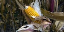 Faute d'accord entre Etats, un nouvel OGM va être autorisé dans l'UE