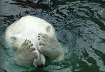 L'ours polaire argentin Arturo, déprimé et las de la canicule, lorgne vers le Canada