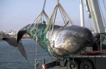 Chasse à la baleine: Washington n'écarte pas des sanctions contre l'Islande