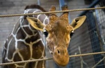 Un girafon en parfaite santé euthanasié au zoo de Copenhague