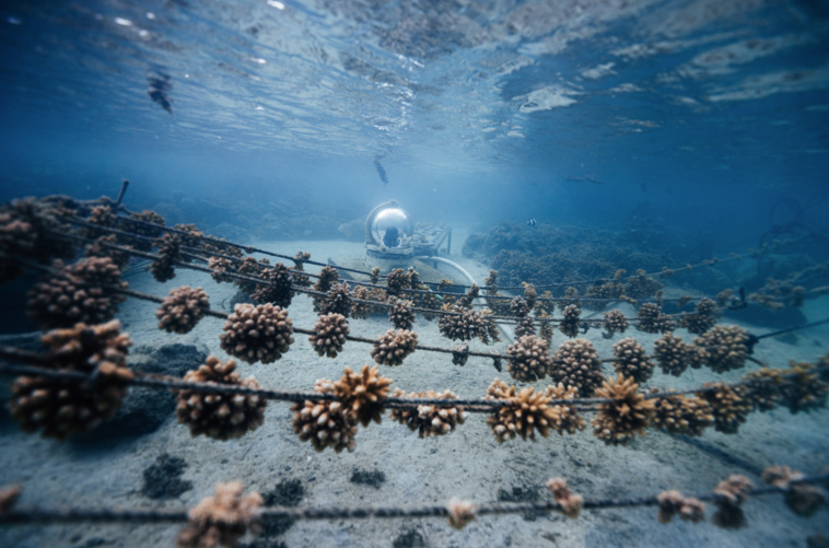 2021, année folle pour Coral Gardeners 2021, année folle pour Coral Gardeners