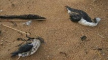 Des milliers d'oiseaux marins morts d'épuisement après les tempêtes Des milliers d'oiseaux marins morts d'épuisement après les tempêtes