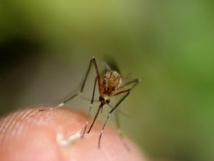 Zika : la décroissance de l’épidémie se confirme en Polynésie