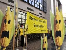 Australie: procès d'un fermier contre son voisin pour contamination par OGM de ses cultures