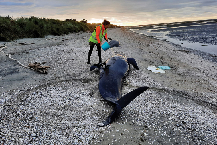 Handout / DEPARTMENT OF CONSERVATION NEW ZEALAND / AFP