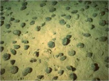 Un champ de nodules polymétalliques (photo Ifremer).