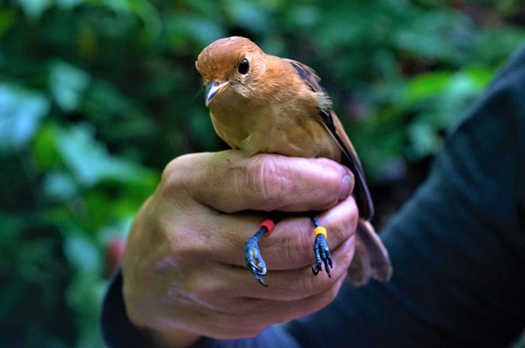 Un des jeunes monarques de Tahiti après son baguage. (Photo : Simon Saada et Manu SOP) Un des jeunes monarques de Tahiti après son baguage. (Photo : Simon Saada et Manu SOP)
