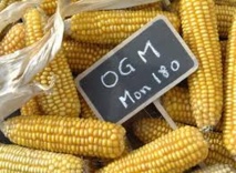 Course contre-la-montre pour éviter des champs de maïs OGM en France