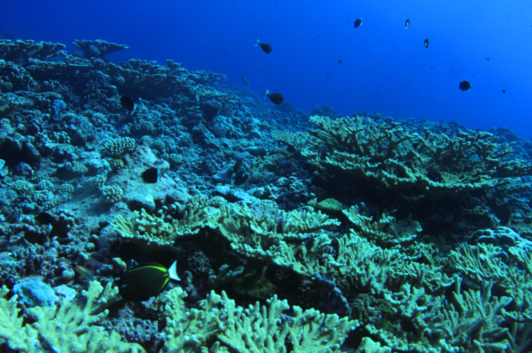 Un appel à projets pour la sauvegarde des récifs coralliens