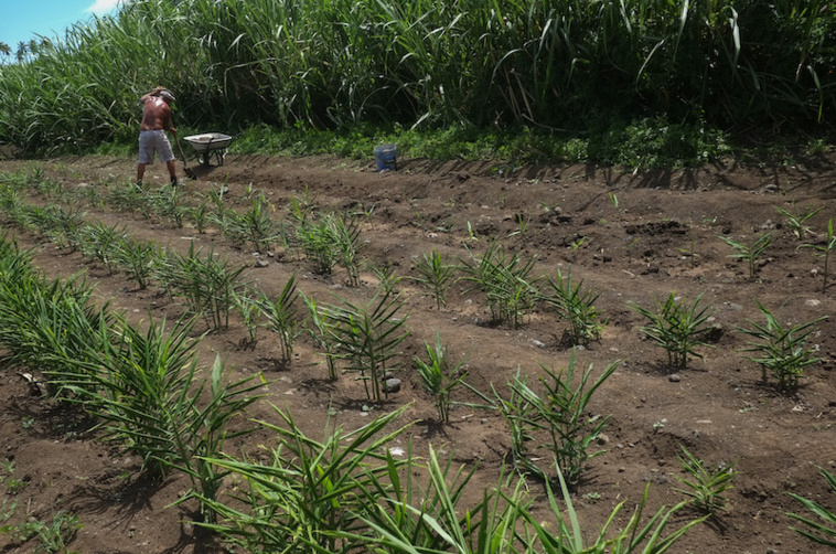 Agriculteurs, déclarez vos recettes Agriculteurs, déclarez vos recettes