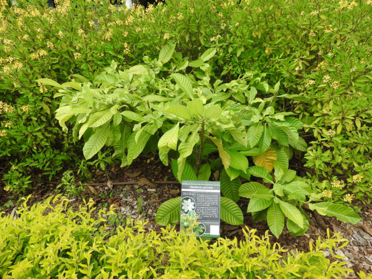 Un conservatoire pour le Tiare Tahiti Un conservatoire pour le Tiare Tahiti