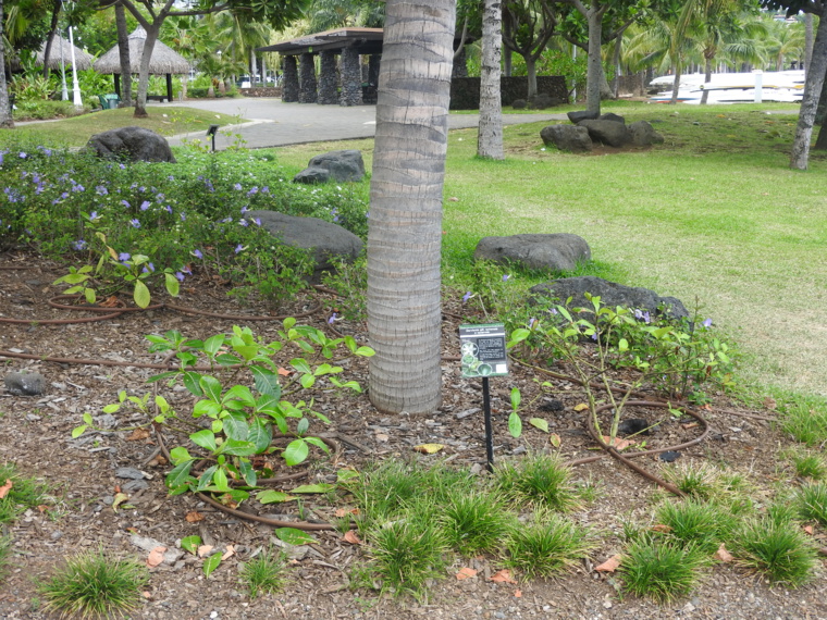 Un conservatoire pour le Tiare Tahiti Un conservatoire pour le Tiare Tahiti