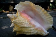 Martinique: saisie record de près de 2 tonnes de lambis, un coquillage protégé