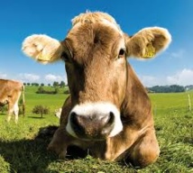 Découpe minute, vaches timbrées et un cri de cochon un peu fort dans le micro Découpe minute, vaches timbrées et un cri de cochon un peu fort dans le micro