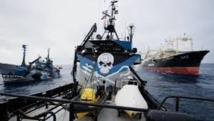 Antarctique: nouvel incident entre écologistes et baleiniers nippons Antarctique: nouvel incident entre écologistes et baleiniers nippons