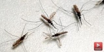 Un seul gène suffit à rendre le moustique résistant aux insecticides