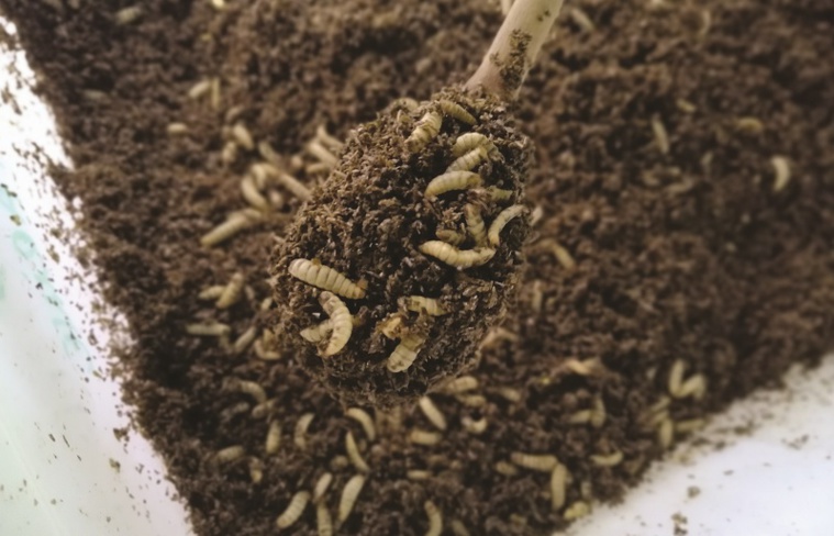 larves de mouches "soldat noir" larves de mouches "soldat noir"