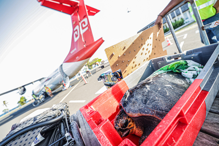 Rangiroa : une tortue évasanée vers Tahiti Rangiroa : une tortue évasanée vers Tahiti