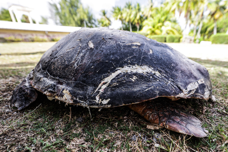 Rangiroa : une tortue évasanée vers Tahiti Rangiroa : une tortue évasanée vers Tahiti