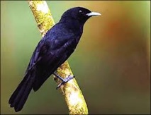 Préserver l’avifaune endémique: l’association Manu et le Monarque de Tahiti en vedette Préserver l’avifaune endémique: l’association Manu et le Monarque de Tahiti en vedette