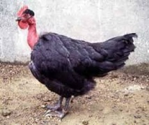 Demain, des poules "cou nu" ou des poissons végétariens Demain, des poules "cou nu" ou des poissons végétariens